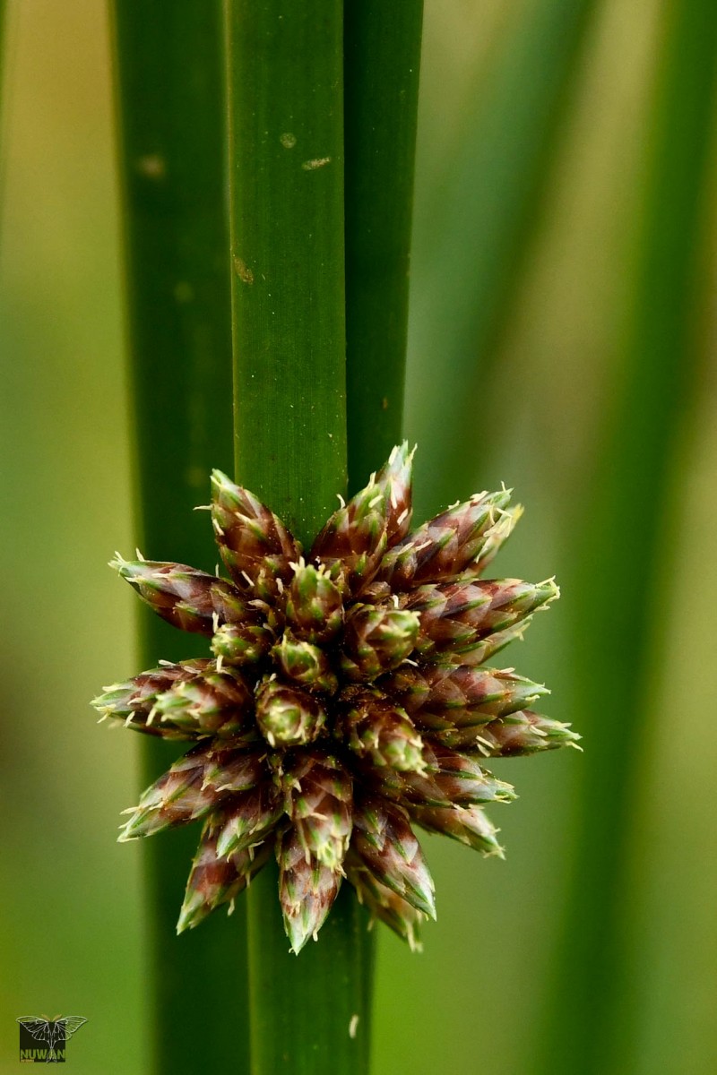 Schoenoplectiella articulata (L.) Lye